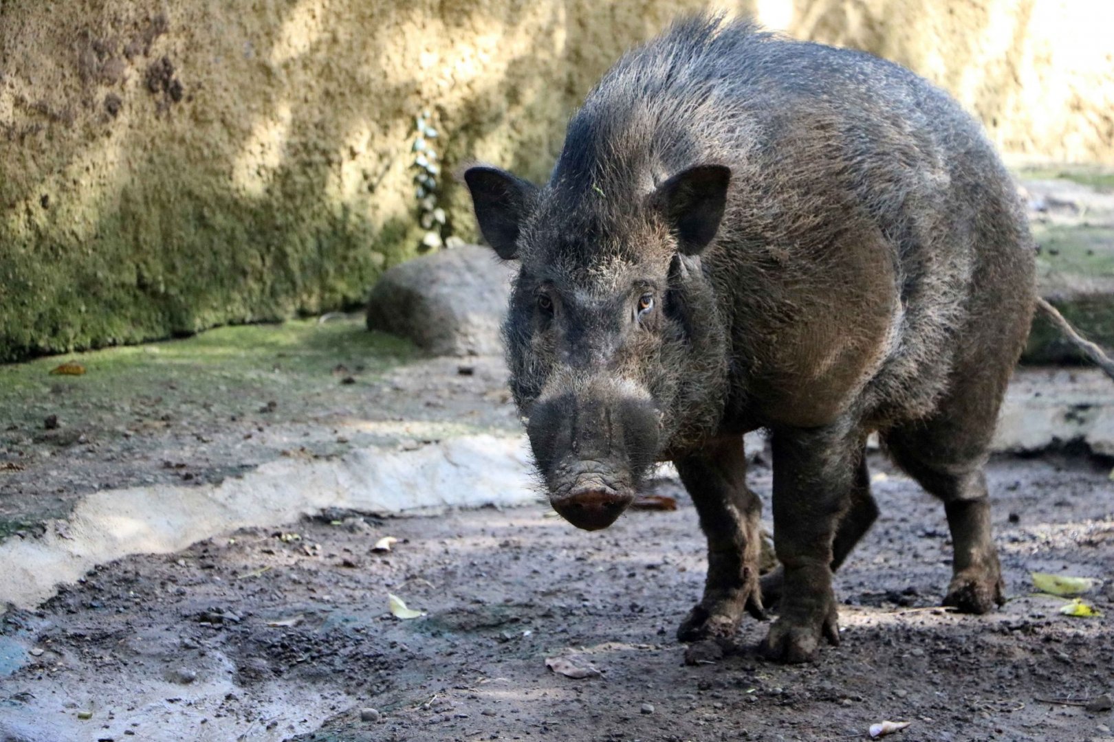 Javan wild boar, June 2016