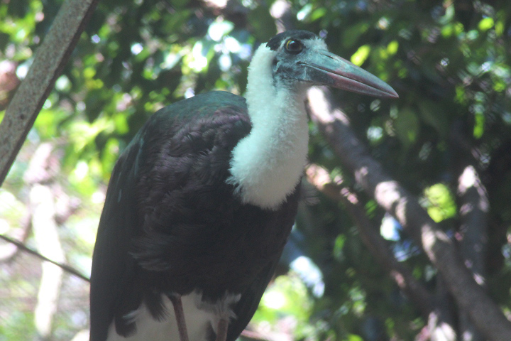 Javan woolly-necked stork (Ciconia episcopus neglecta)