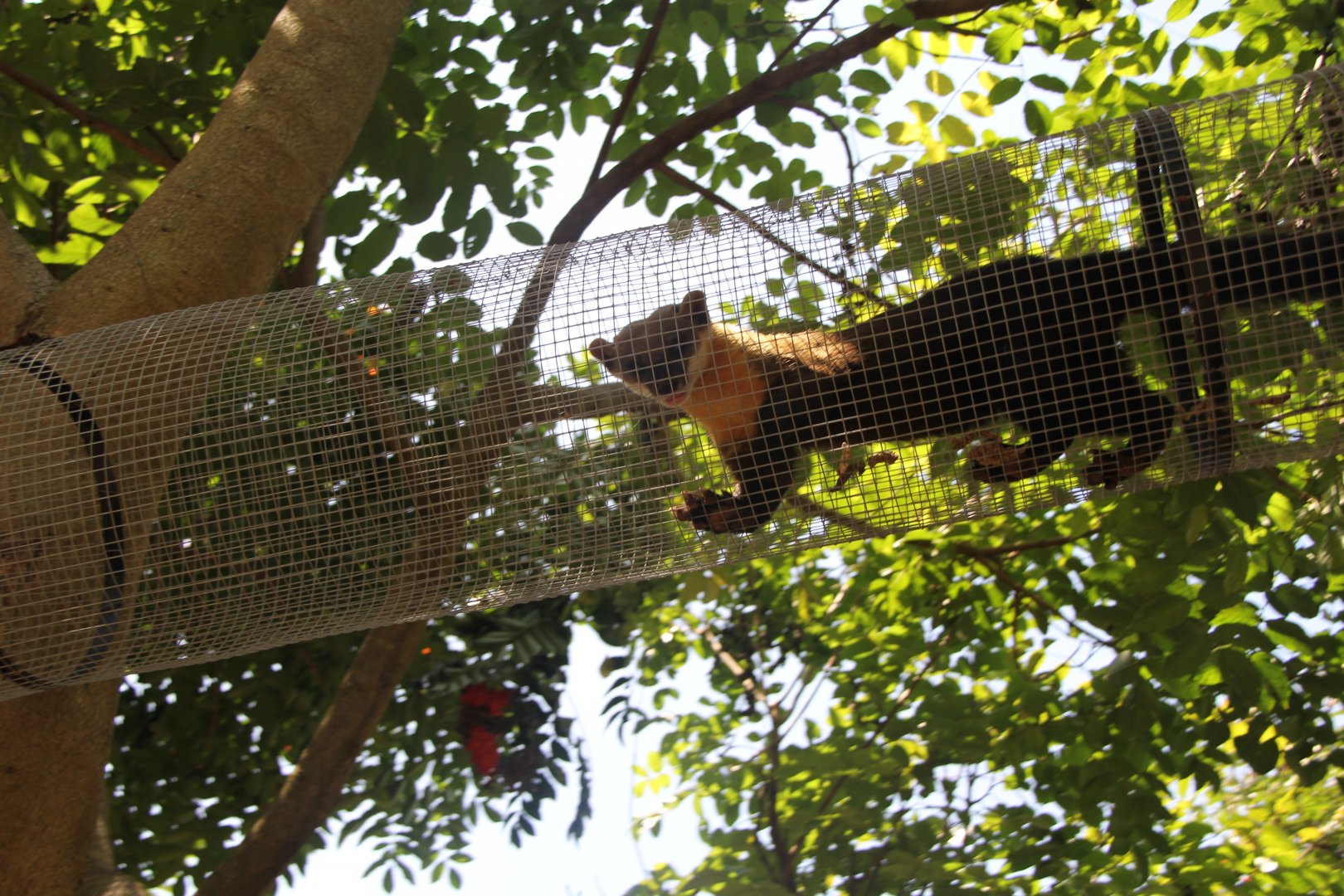 Javan Yellow-throated Marten (Martes flavigula robinsoni)