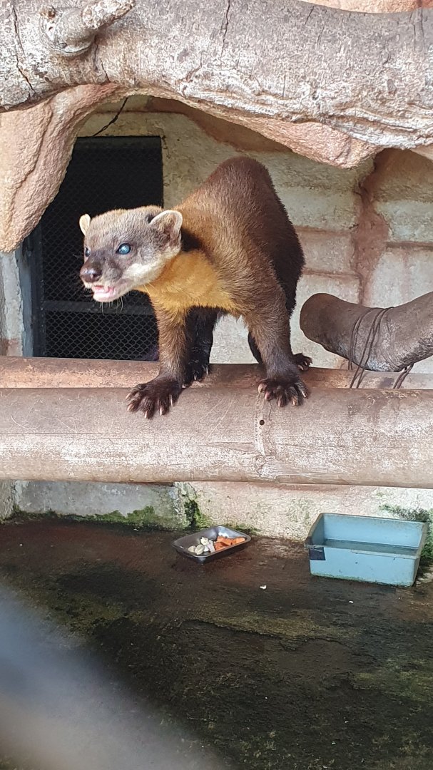 Javan Yellow-throated Marten (Martes flavigula robinsoni)