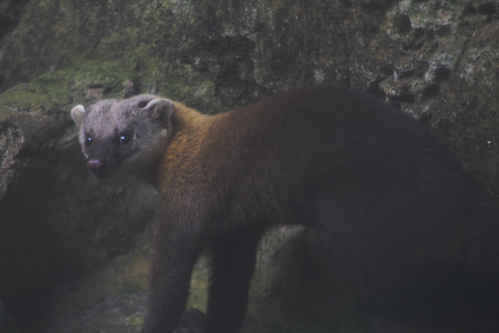 Javan yellow-throated marten (Martes flavigula robinsoni)