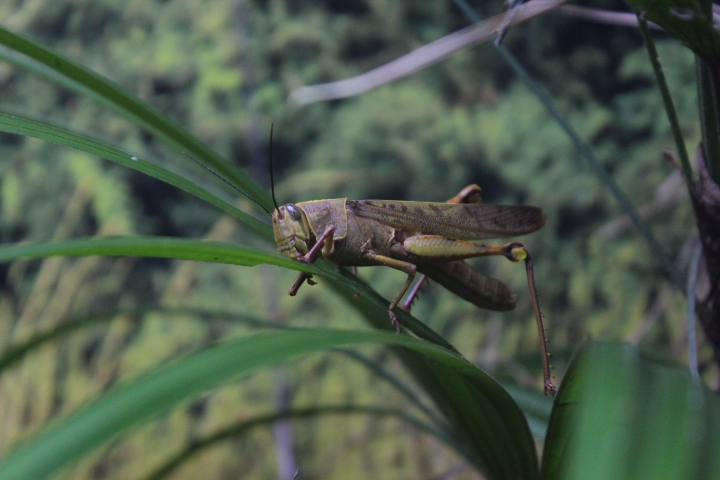 Javanese bird grasshopper (Valanga nigricornis javanica) - Aviary Park
