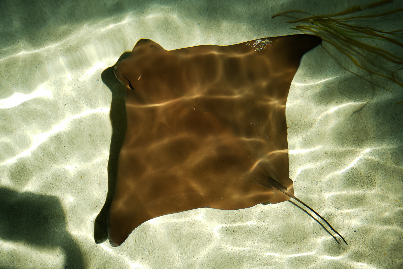 Javanese Cownose/ Flapnose Ray