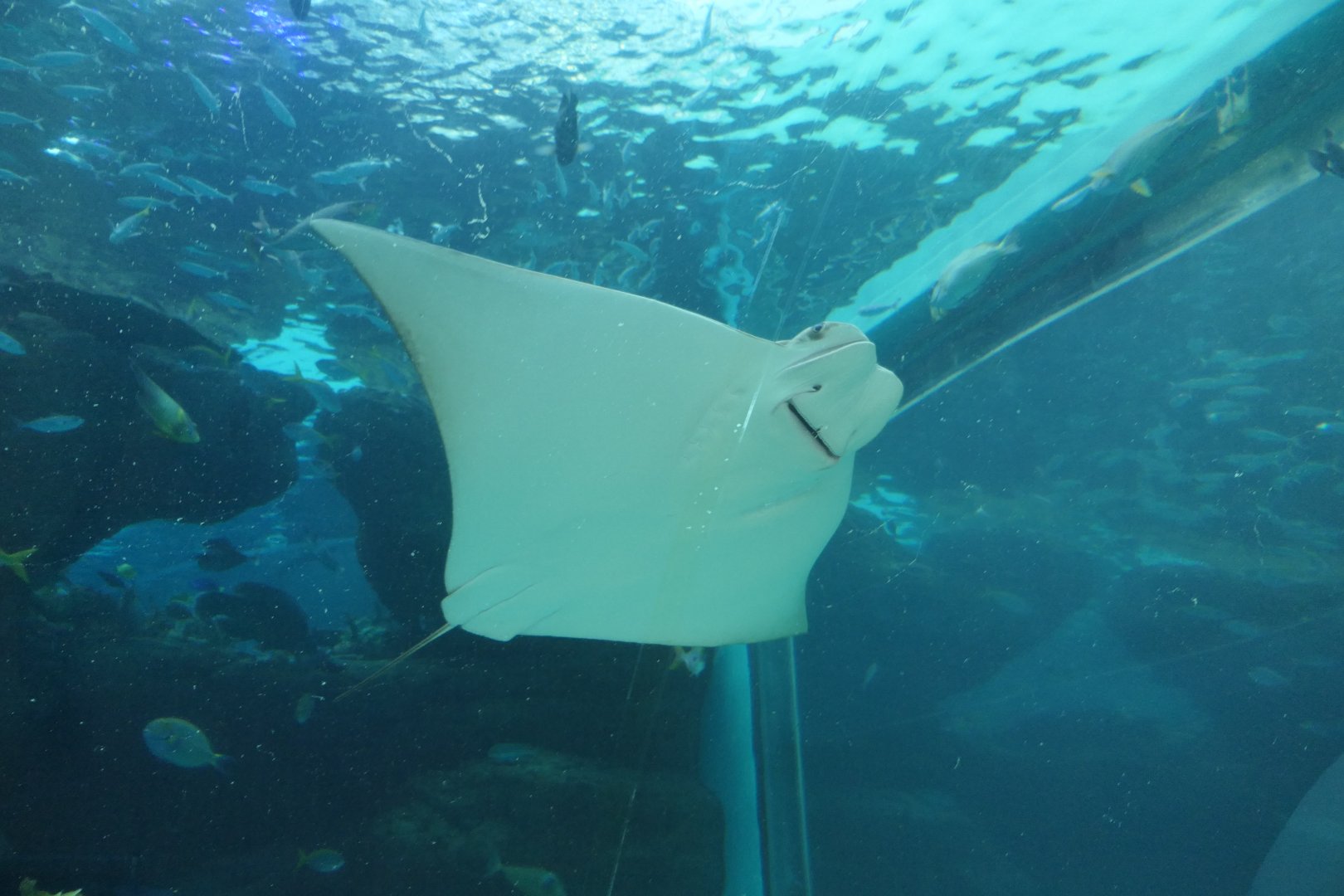 Javanese Cownose Ray (Rhinoptera javanica)