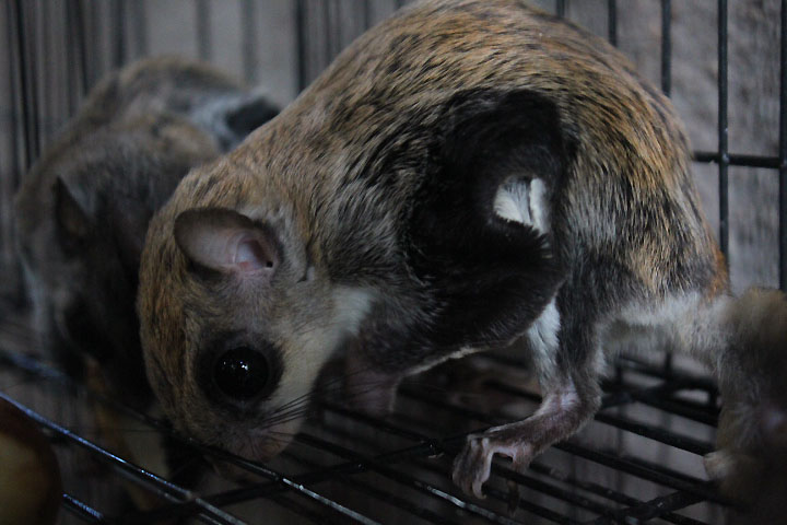 Javanese flying squirrel (Iomys horsfieldii horsfieldii)