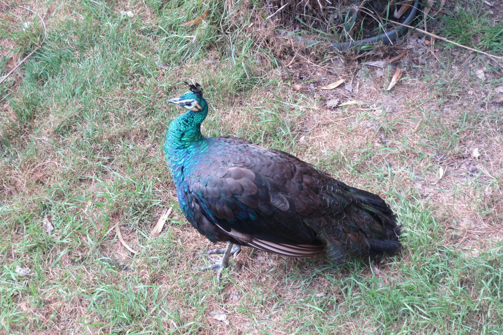Javanese green peafowl 070819