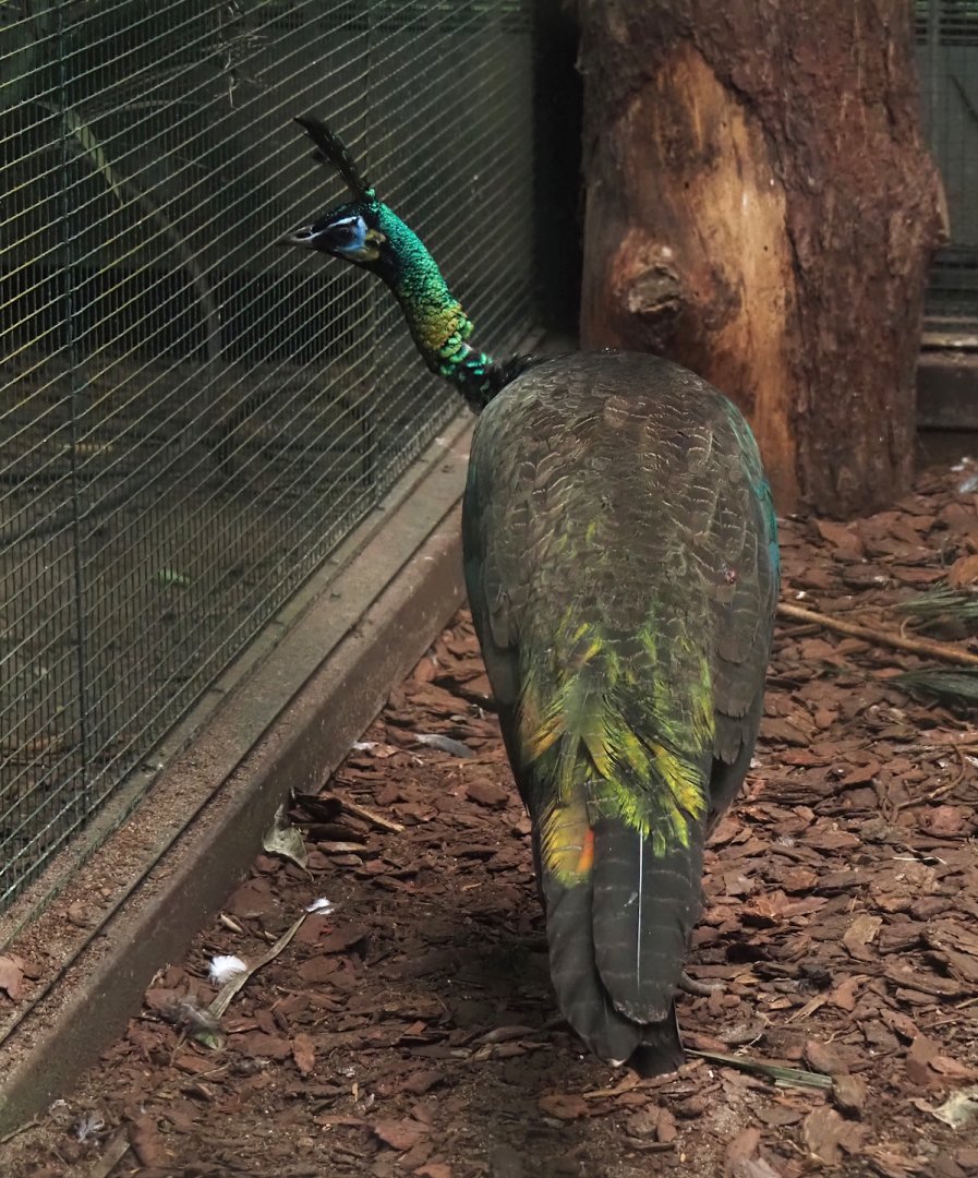 Javanese green peafowl (Pavo muticus muticus), 2024-05-22