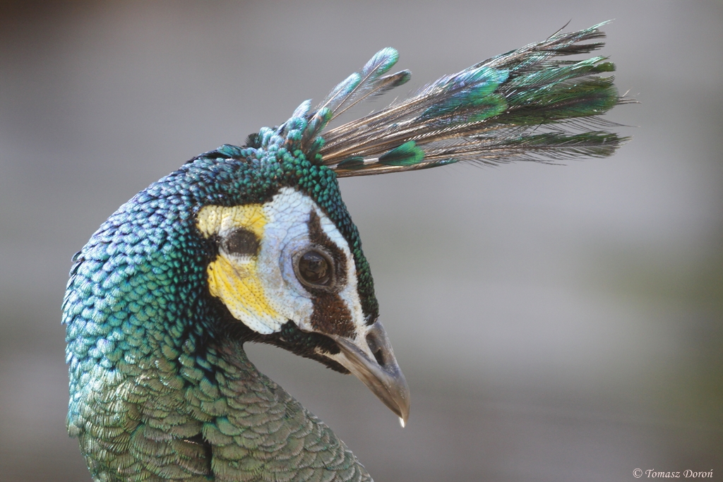 Javanese Green Peafowl (Pavo muticus muticus)