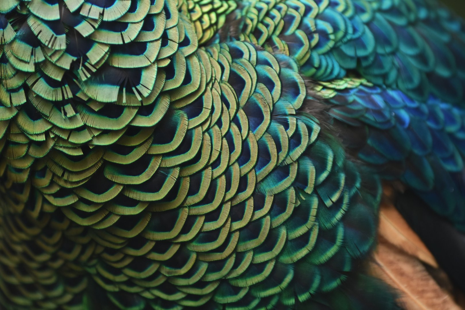Javanese Green Peafowl  (Pavo muticus muticus)