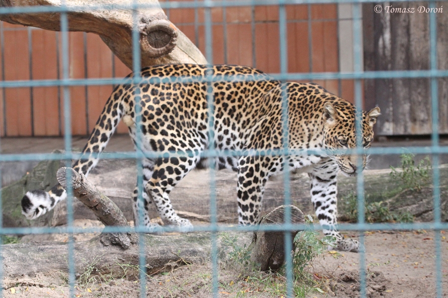 Javanese Leopard (Panthera pardus melas)