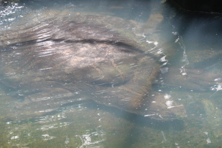 Javanese narrow-headed softshell turtle (Chitra chitra javanensis)