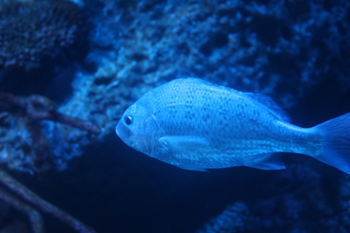 Javelin grunter (Pomadasys kaakan)