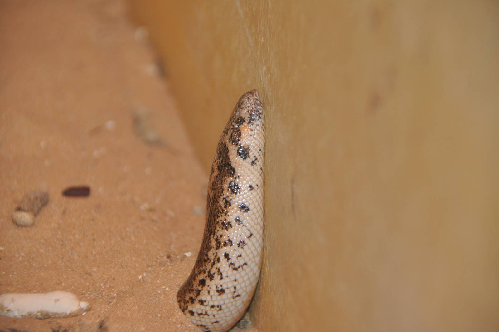 Javelin sand boa/ Eryx jaculus