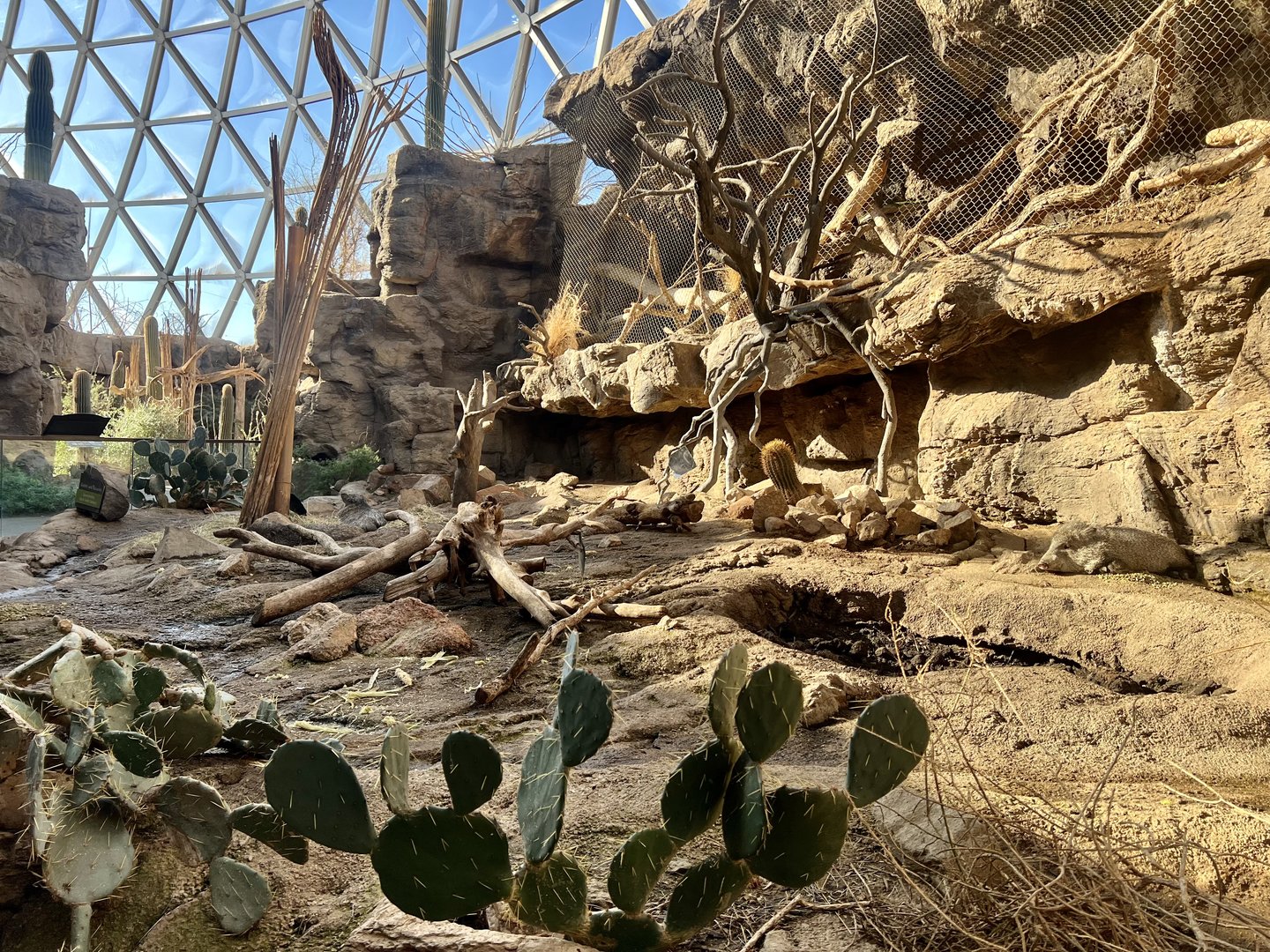 Javelina and Ocelot Exhibits