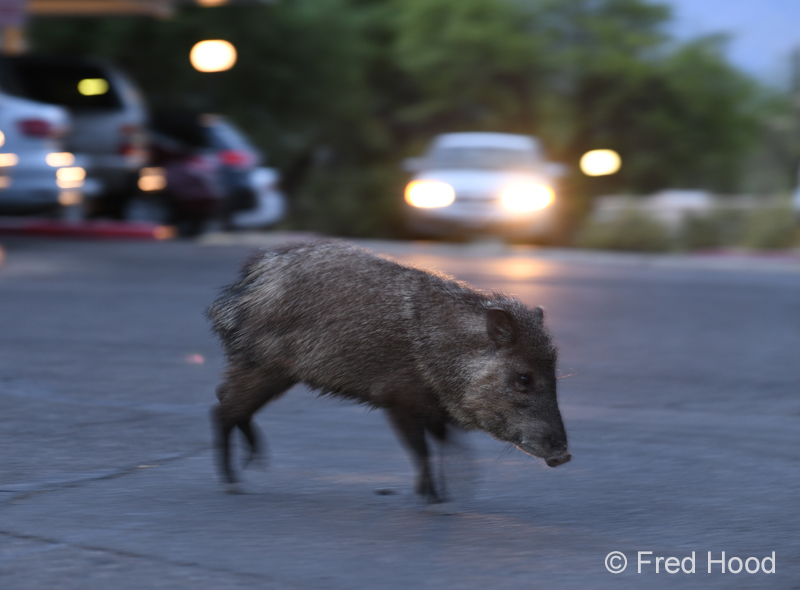javelina at dusk