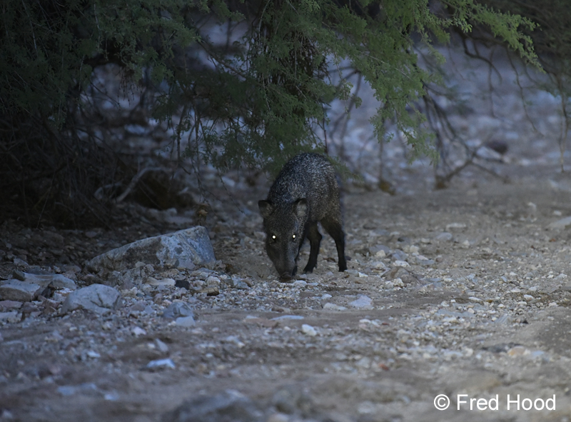 javelina at dusk