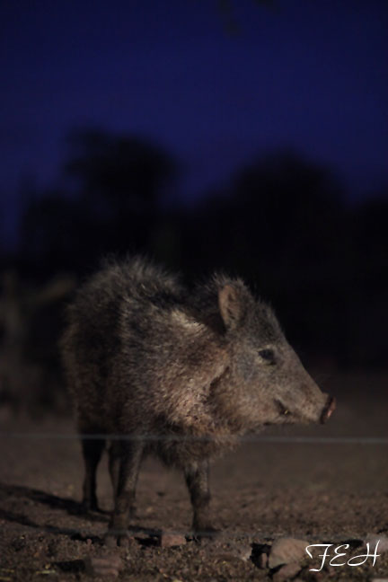 javelina at night