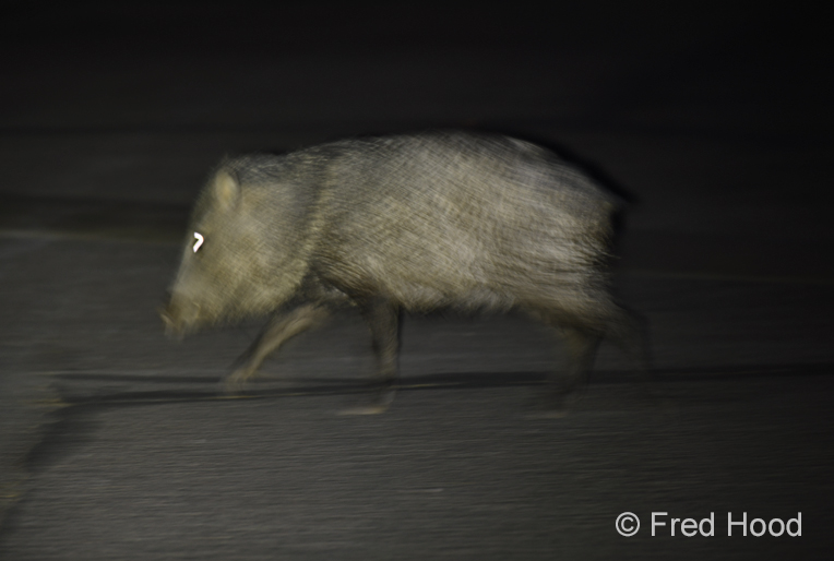 javelina at night