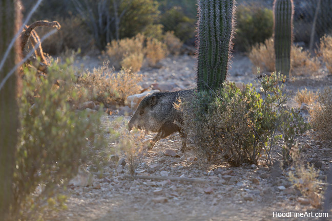 javelina at sunset