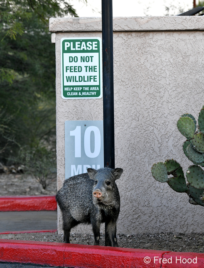 javelina by trash dumpster