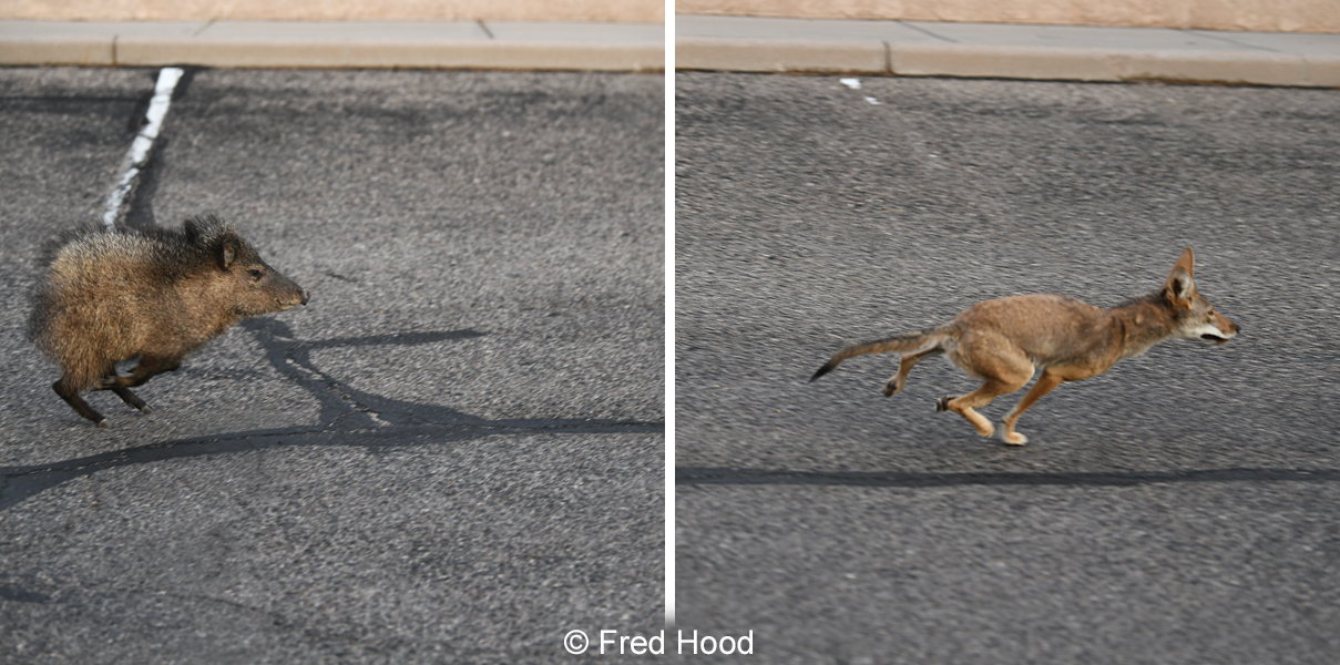 javelina chasing coyote