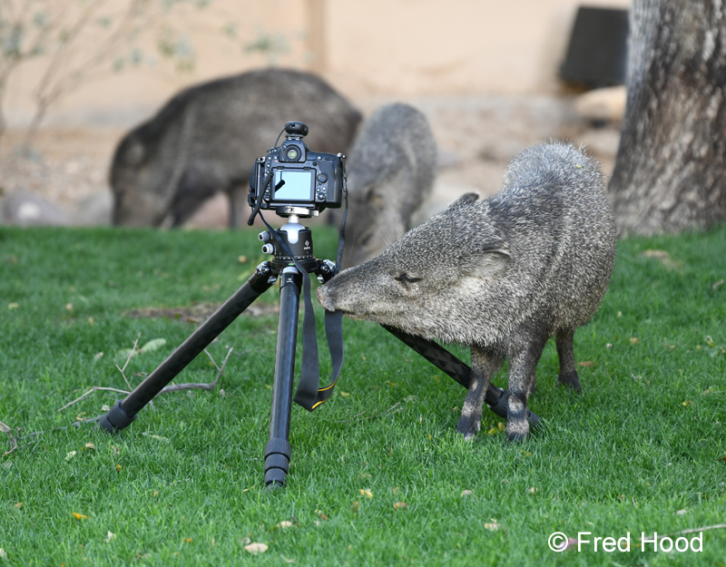 javelina chewing on my camera strap
