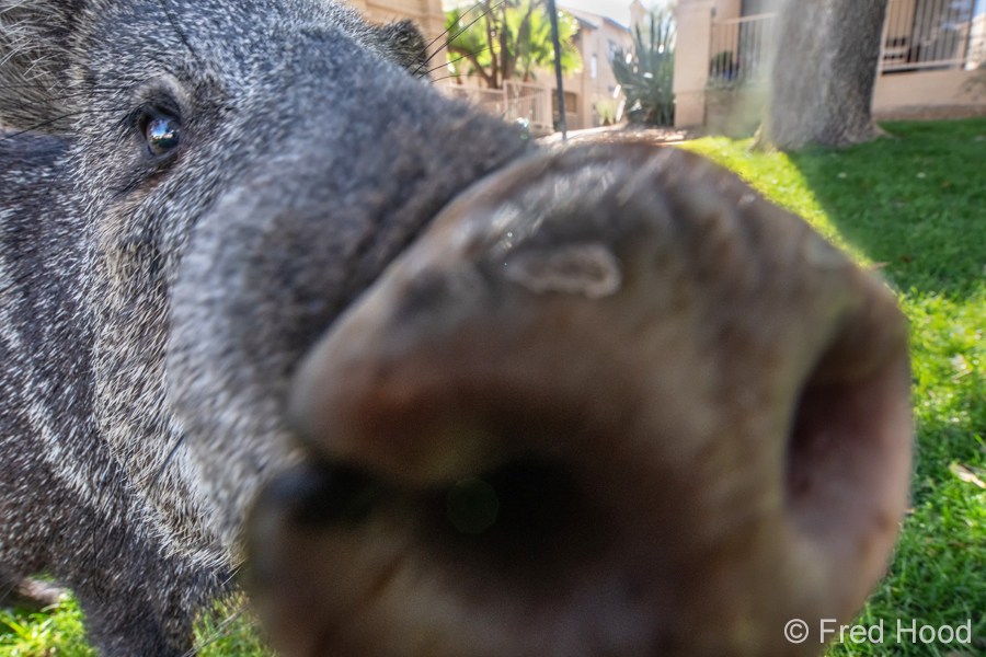 javelina closeup