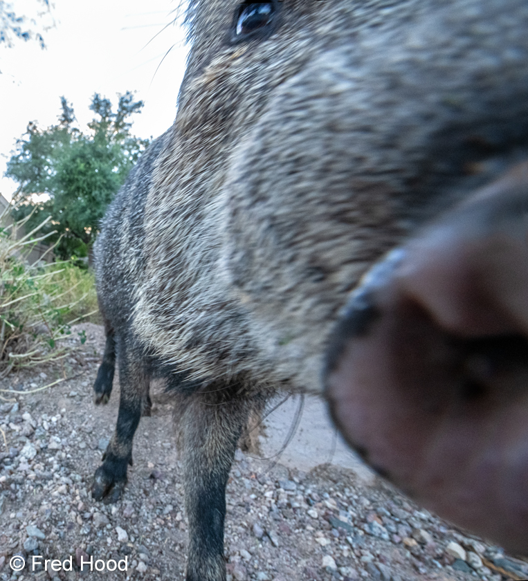 javelina closeup