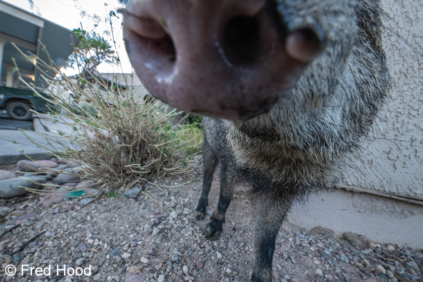javelina closeup