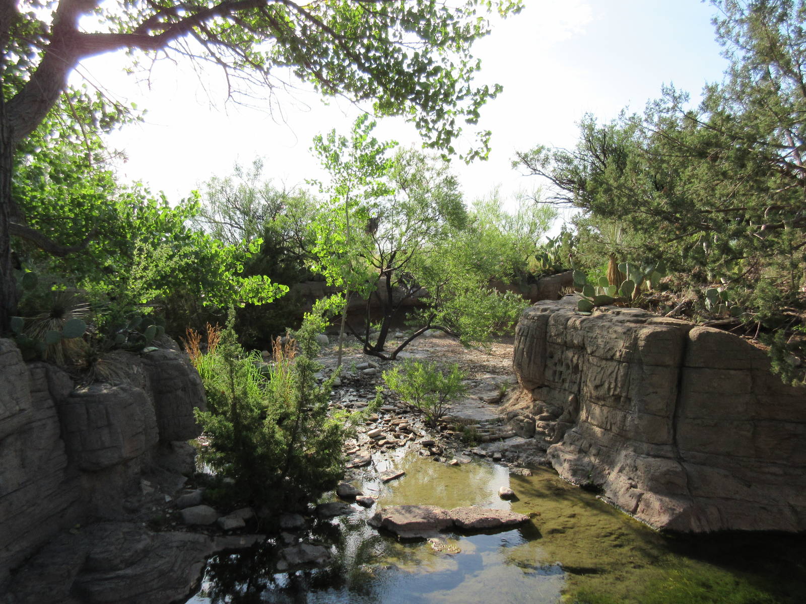 Javelina Exhibit - excellent!