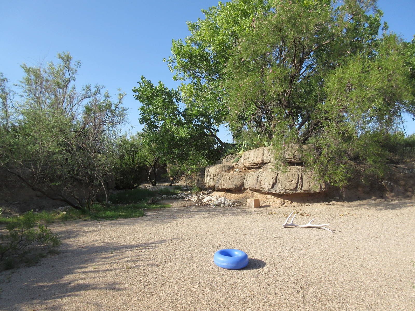 Javelina Exhibit (gorgeous except for the blue ring)