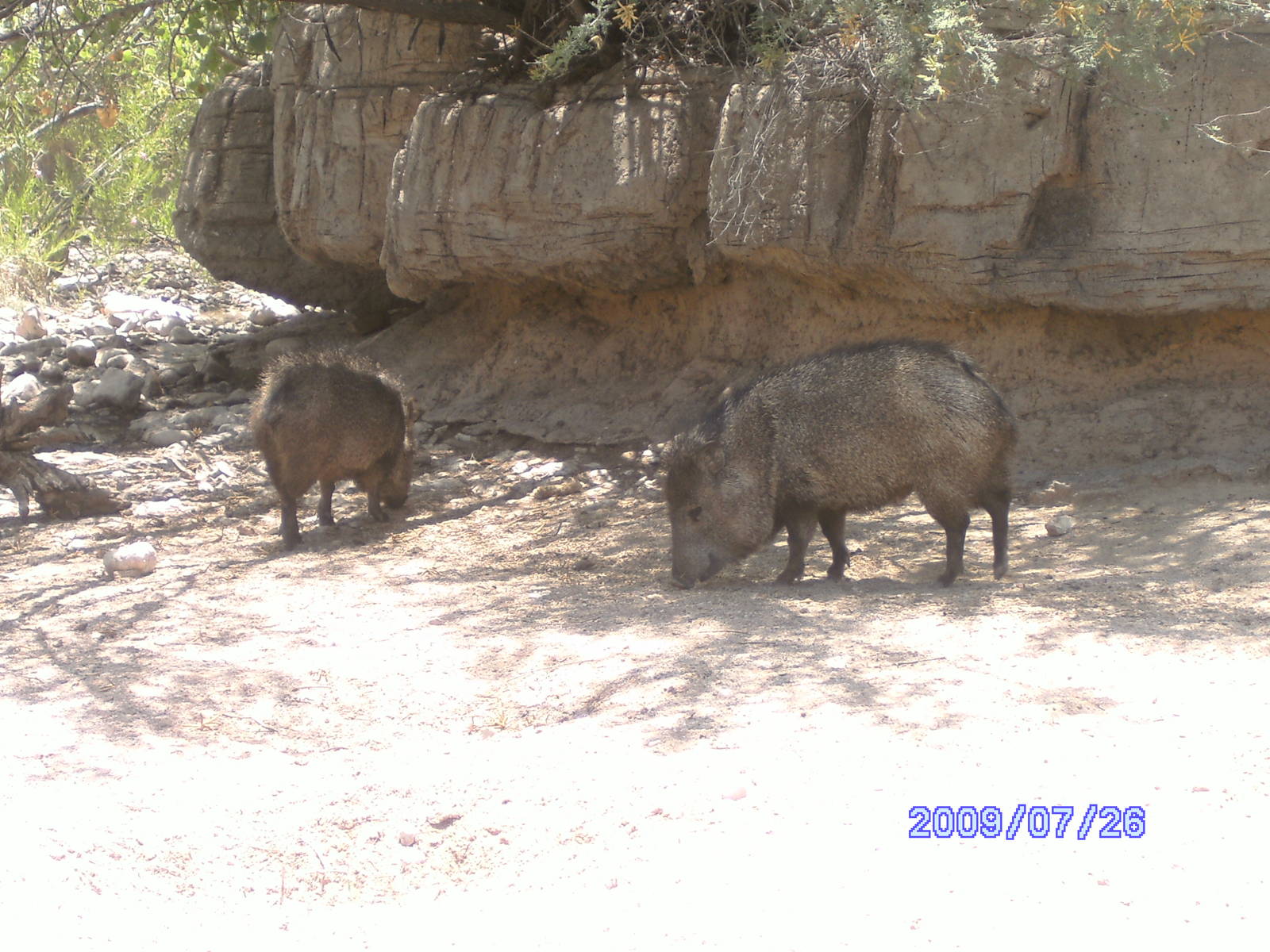 Javelina Exhibit- July 2009