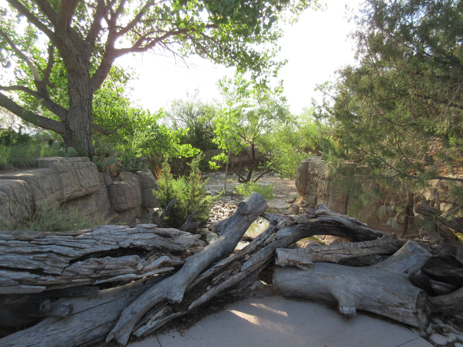 Javelina Exhibit - Visitor Overlook