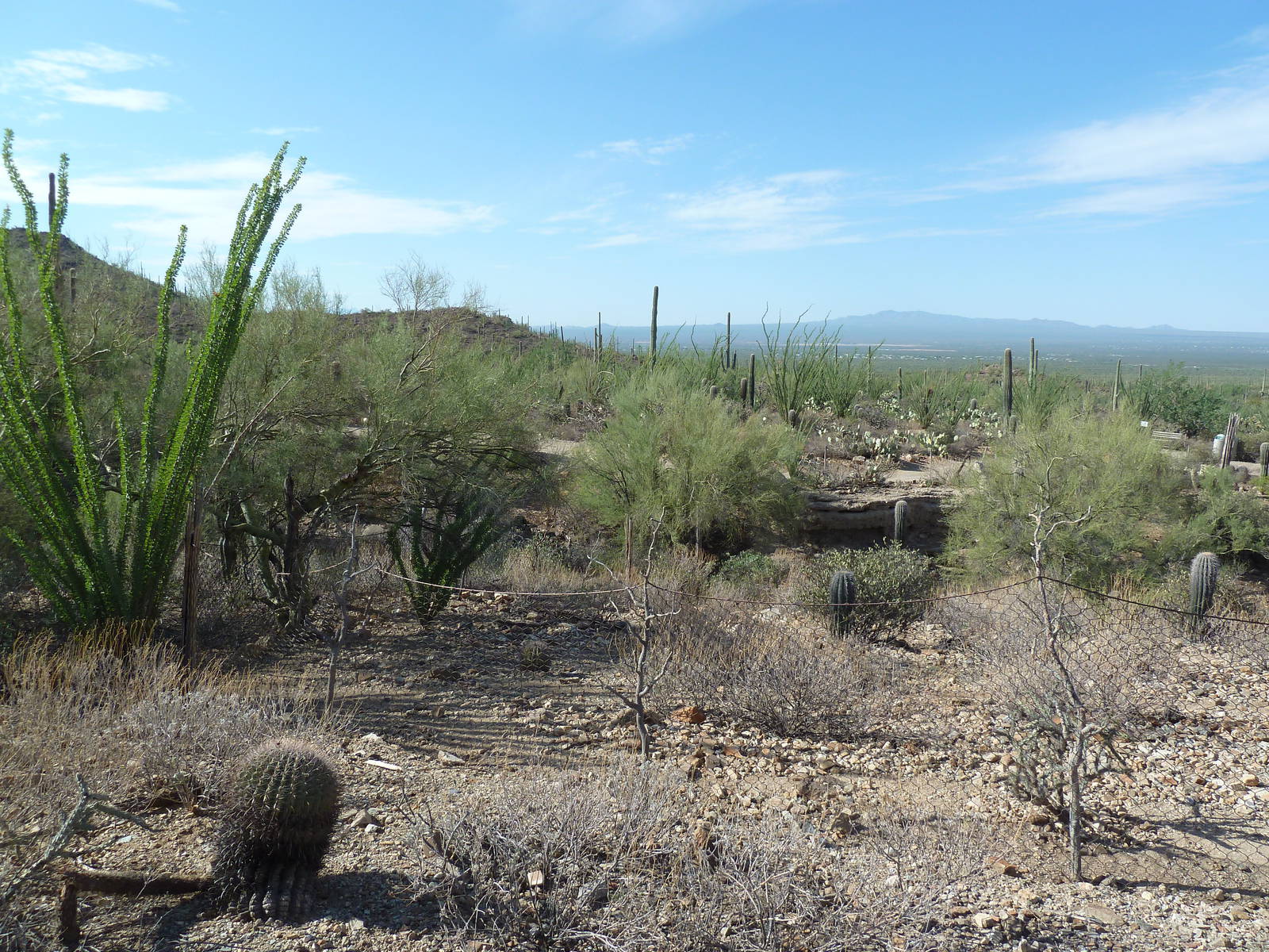 Javelina Exhibit