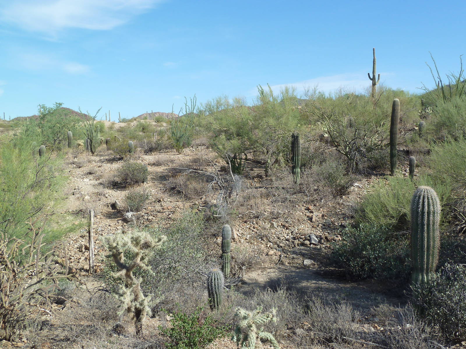 Javelina Exhibit