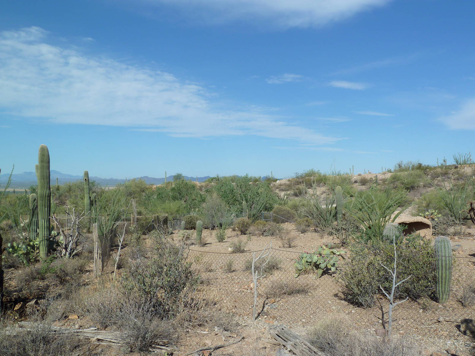 Javelina Exhibit