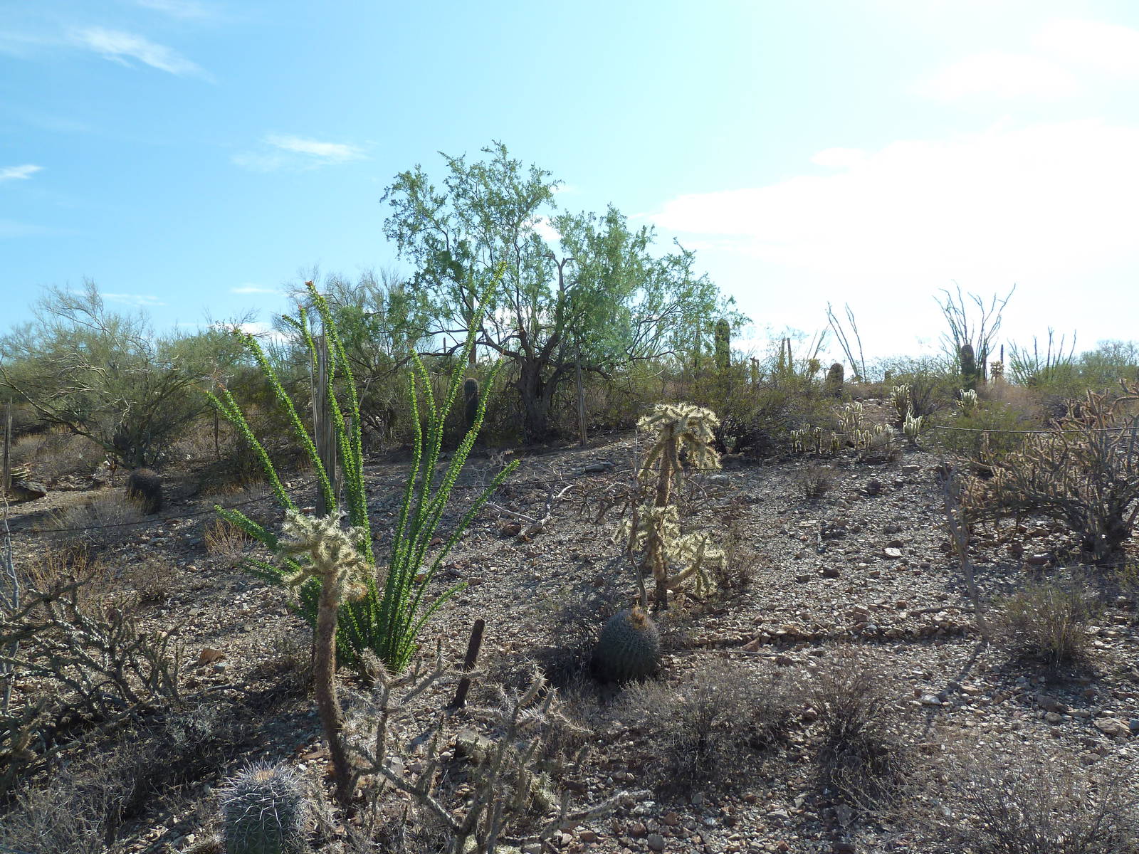 Javelina Exhibit