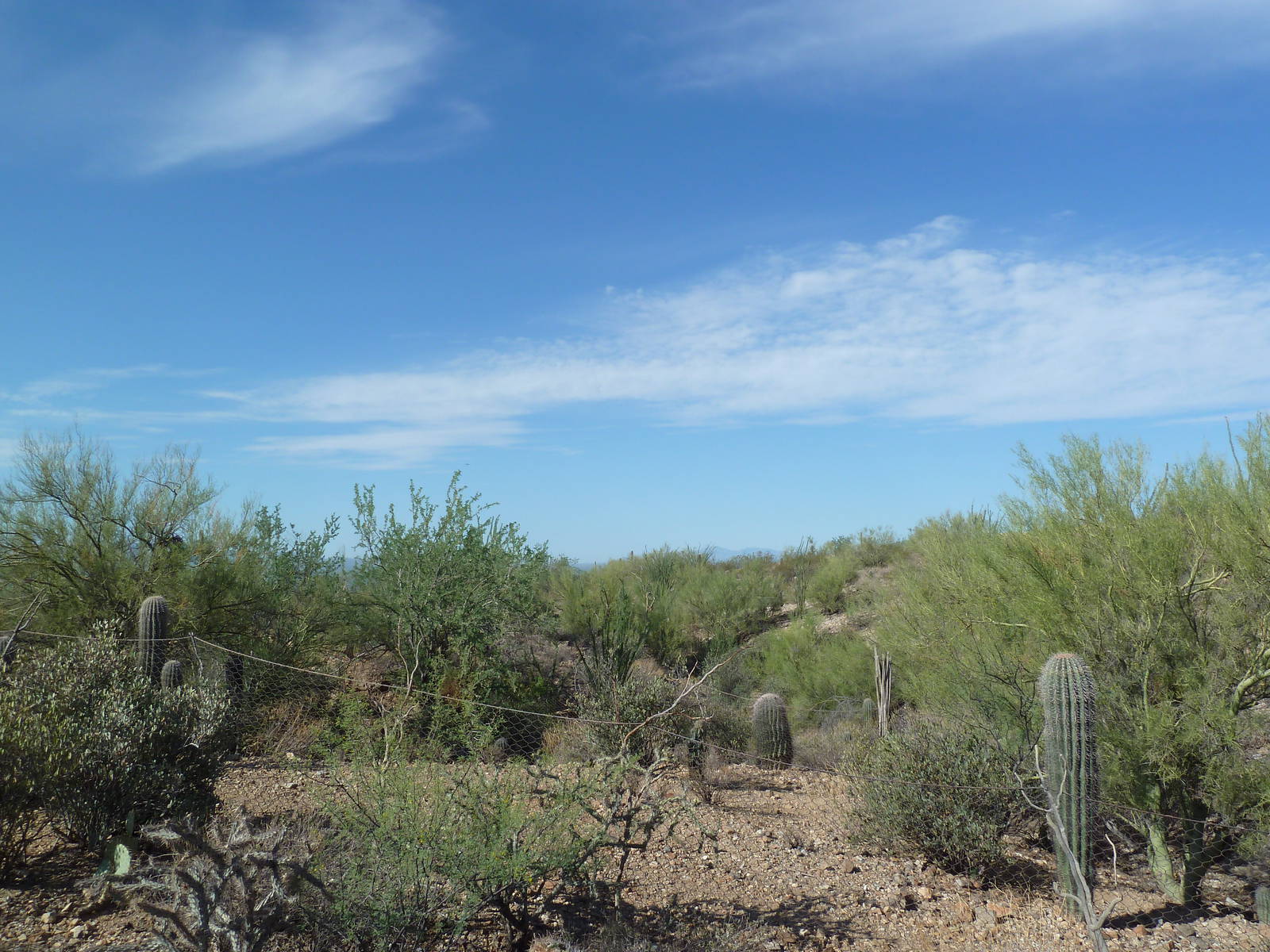Javelina Exhibit