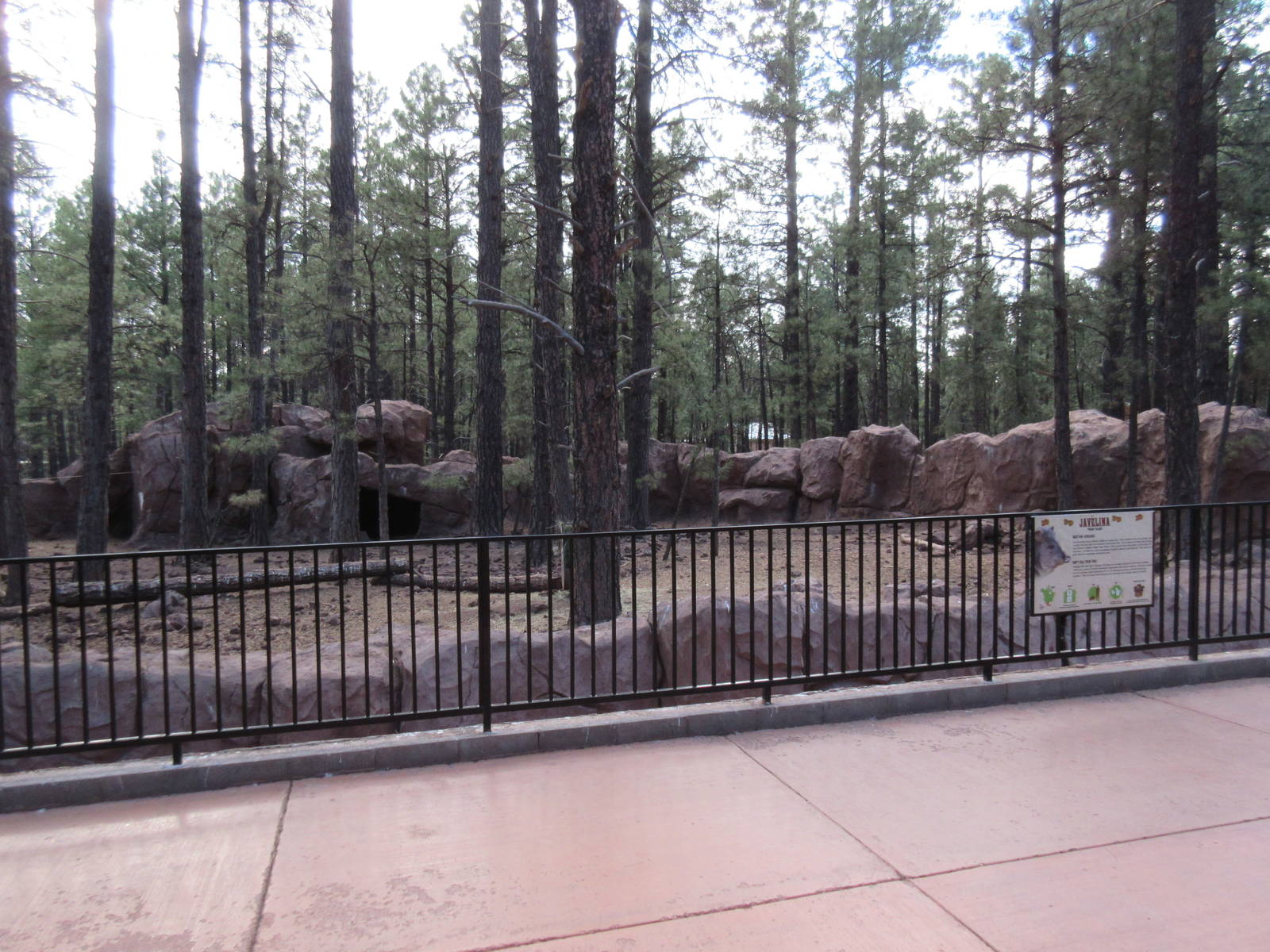 Javelina Exhibit