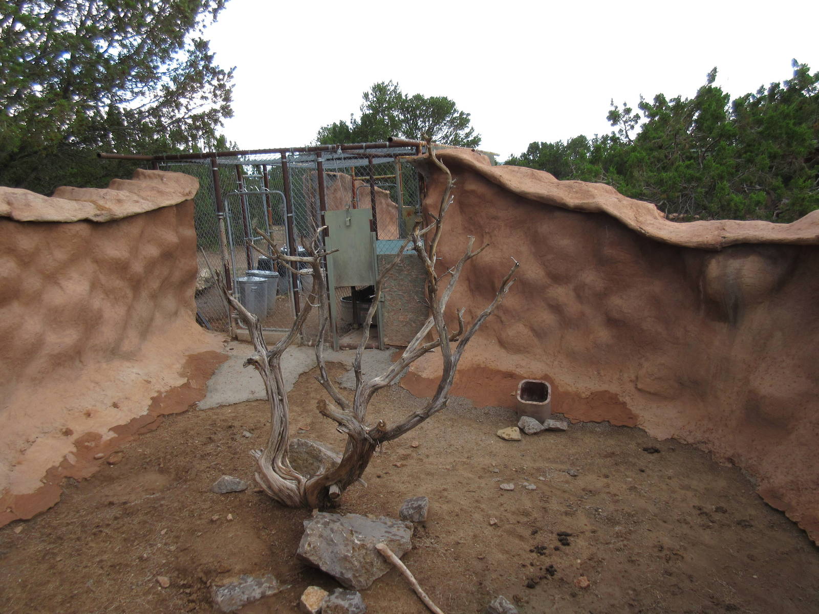 Javelina Exhibit