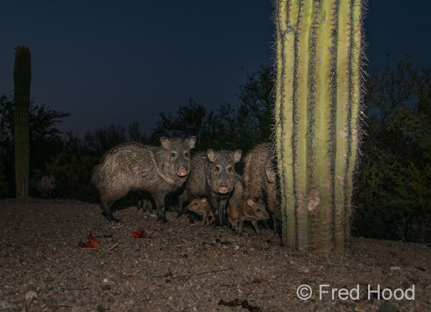 javelina family at dusk