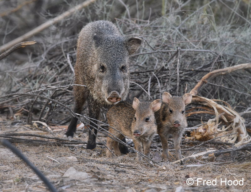 javelina family