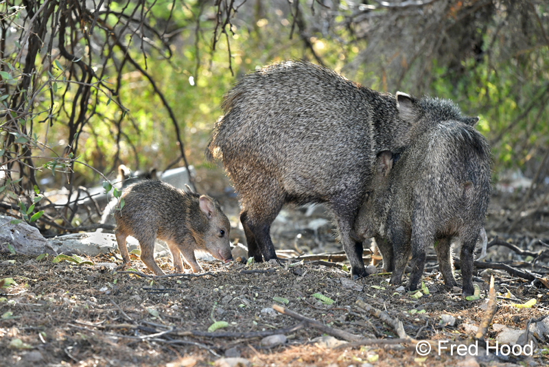 javelina family