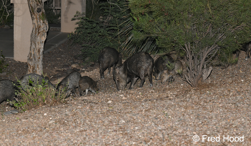 javelina herd