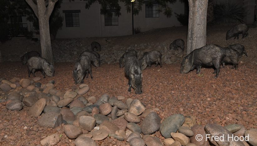 javelina herd