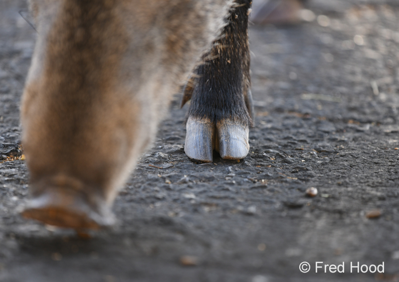 javelina hoof