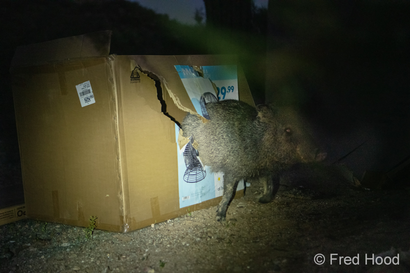 javelina in a box