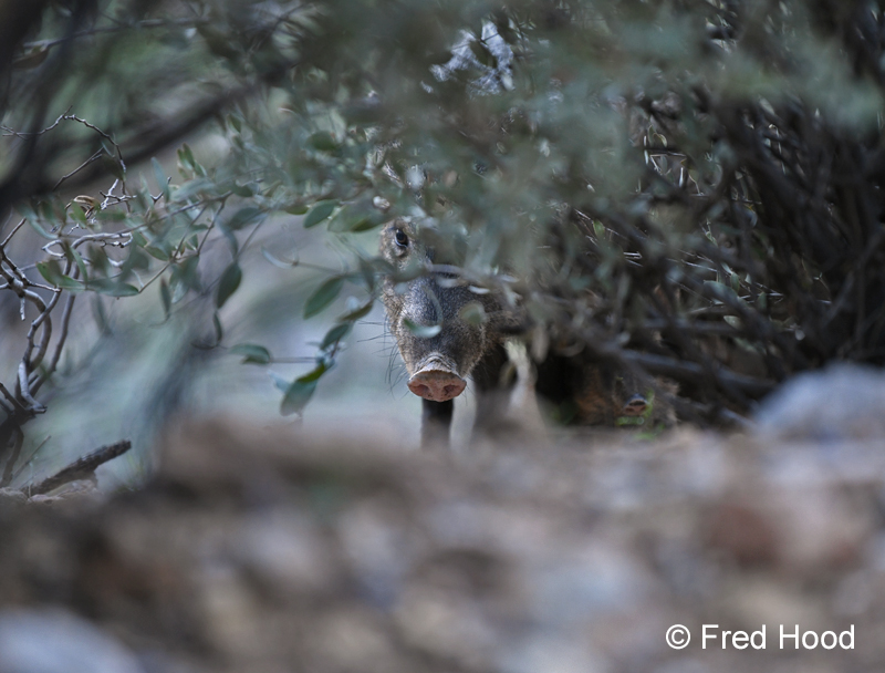 javelina in the brush