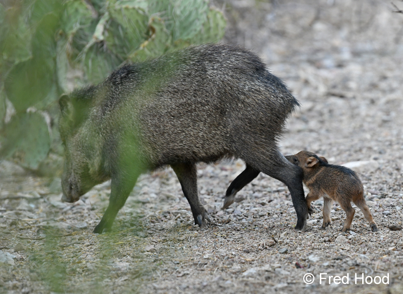 javelina mother and baby