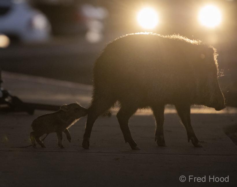 javelina mother and baby